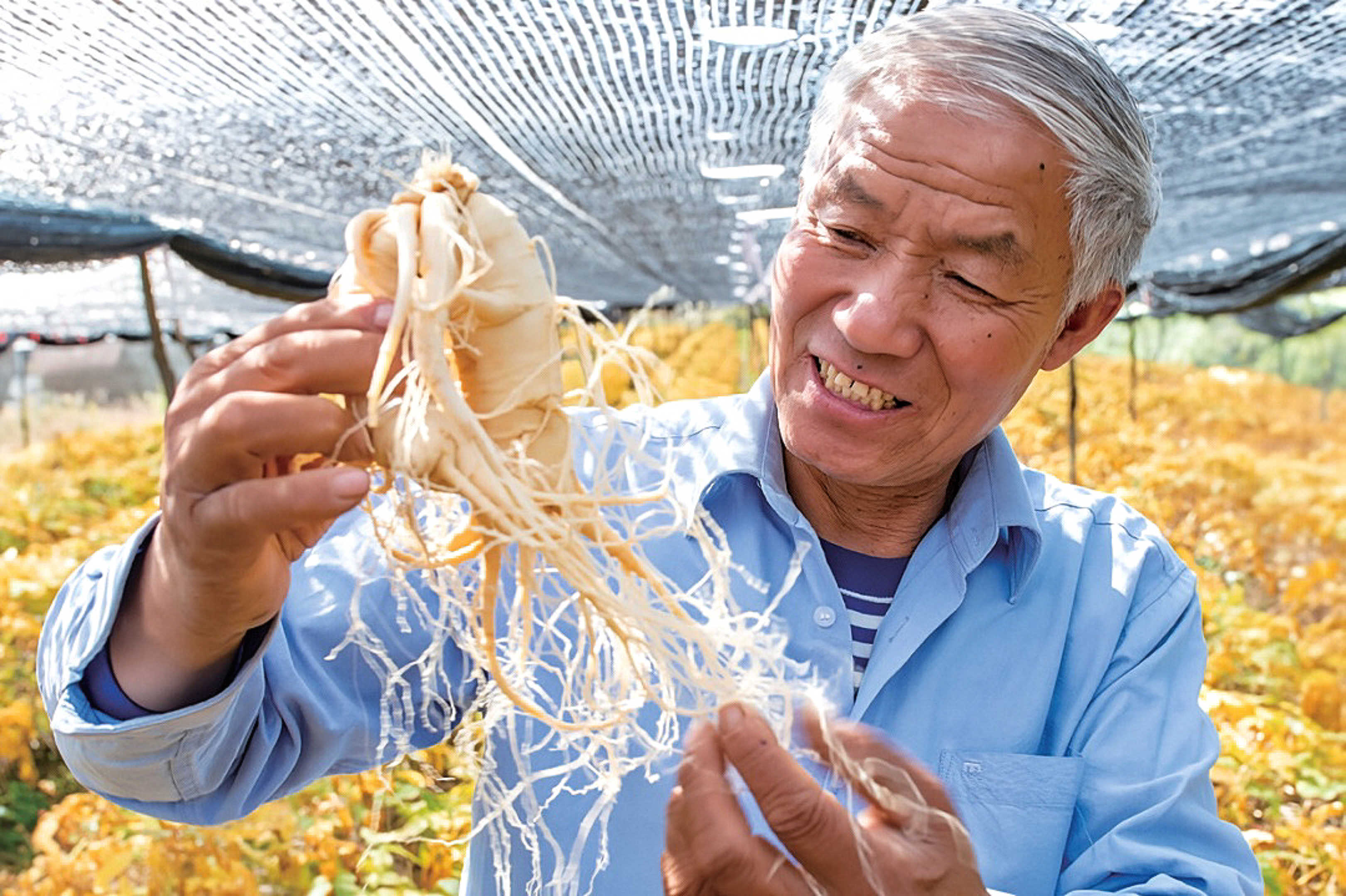 王文水：用一生种好一“参”